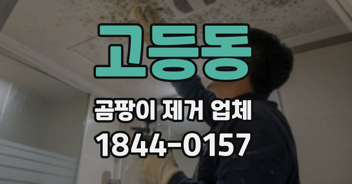 고등동 곰팡이 제거 업체