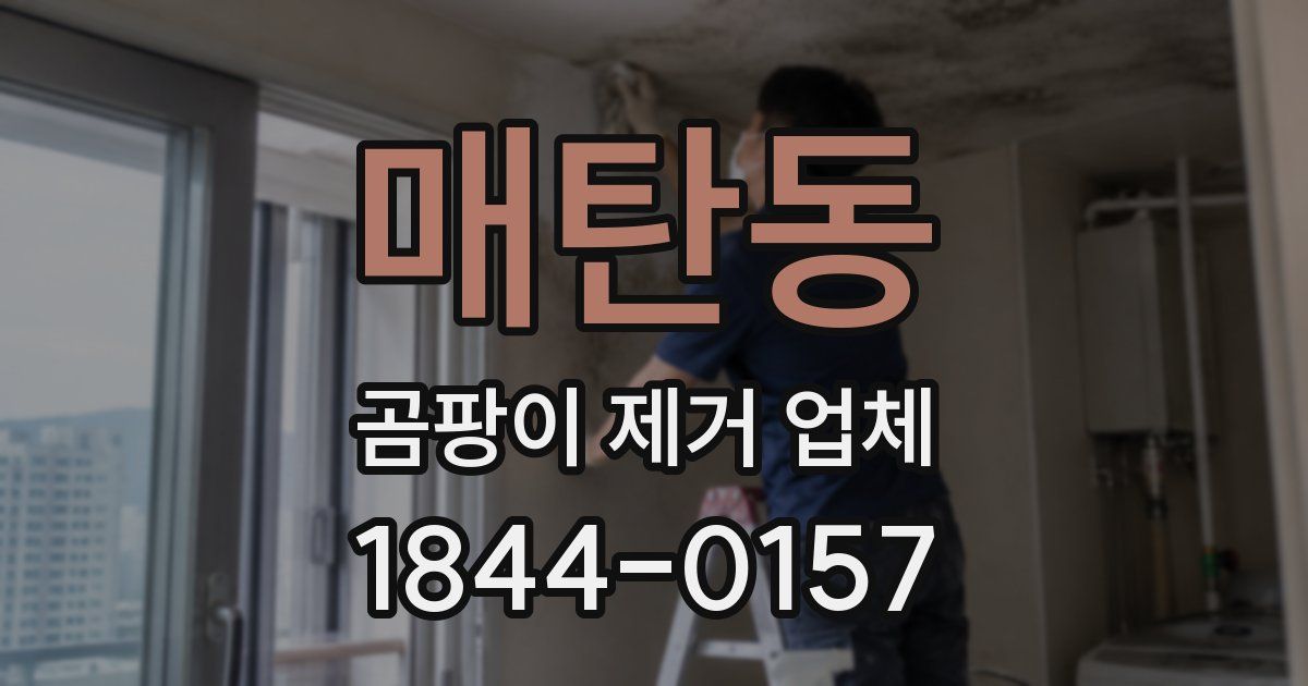 매탄동 곰팡이 제거 업체