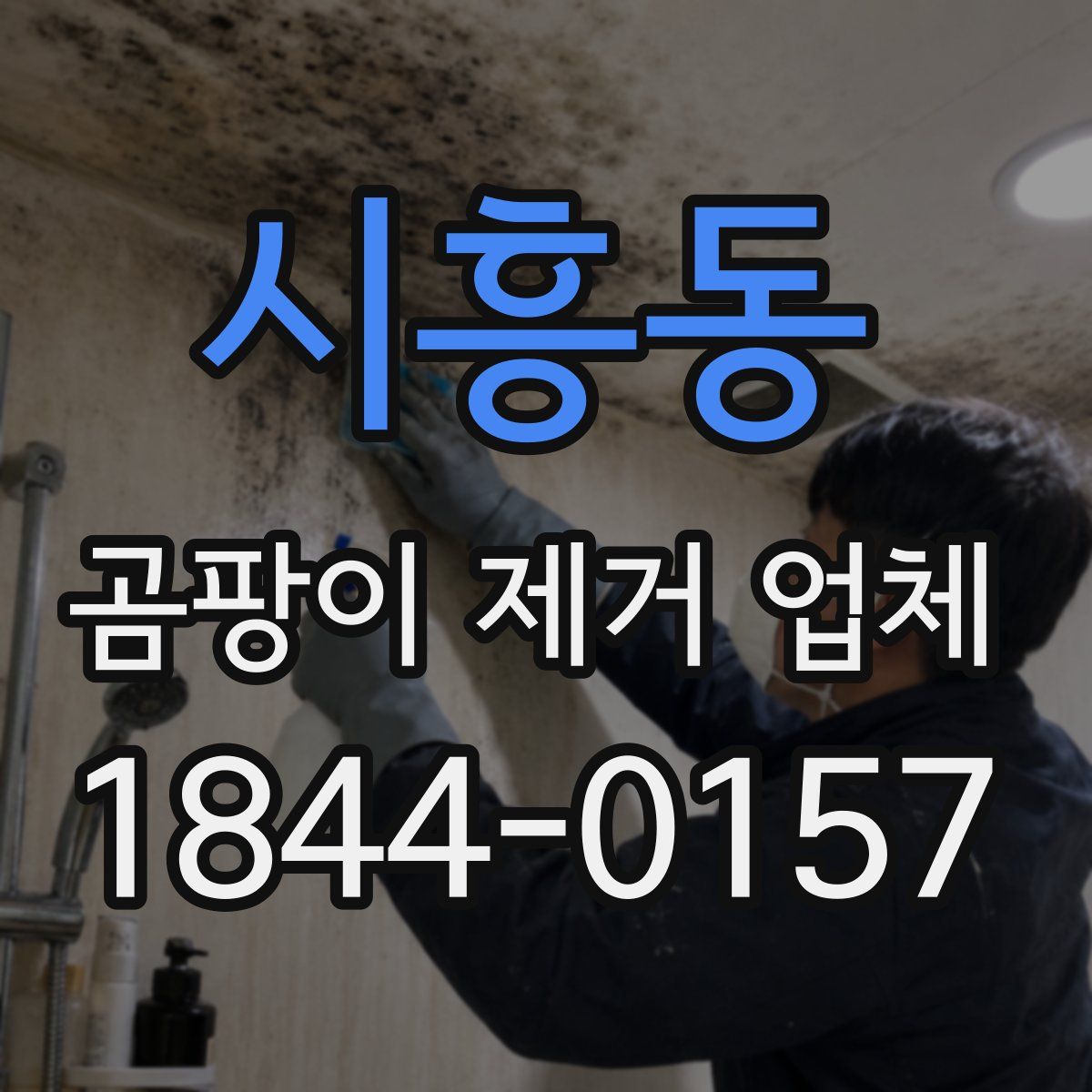 시흥동 곰팡이 제거 업체