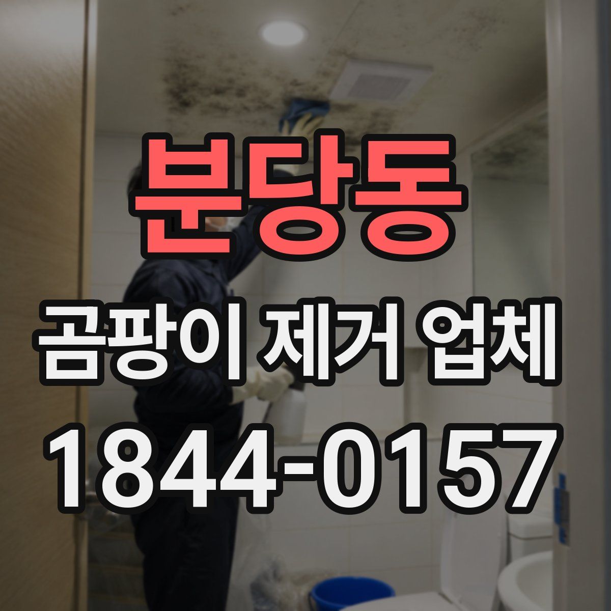 분당동 곰팡이 제거 업체