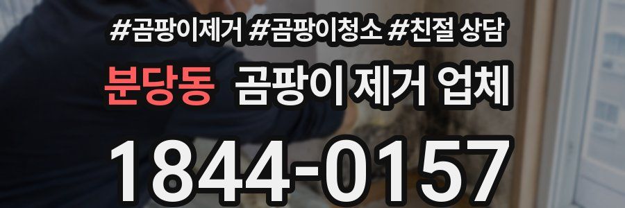 분당동 곰팡이 제거 업체
