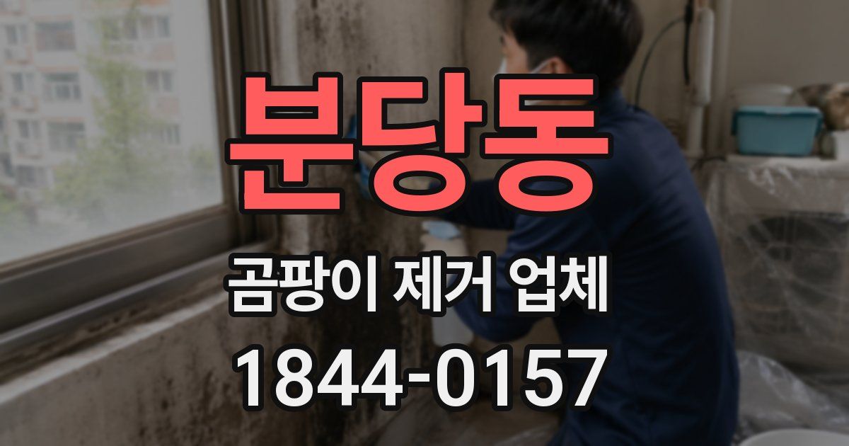 분당동 곰팡이 제거 업체