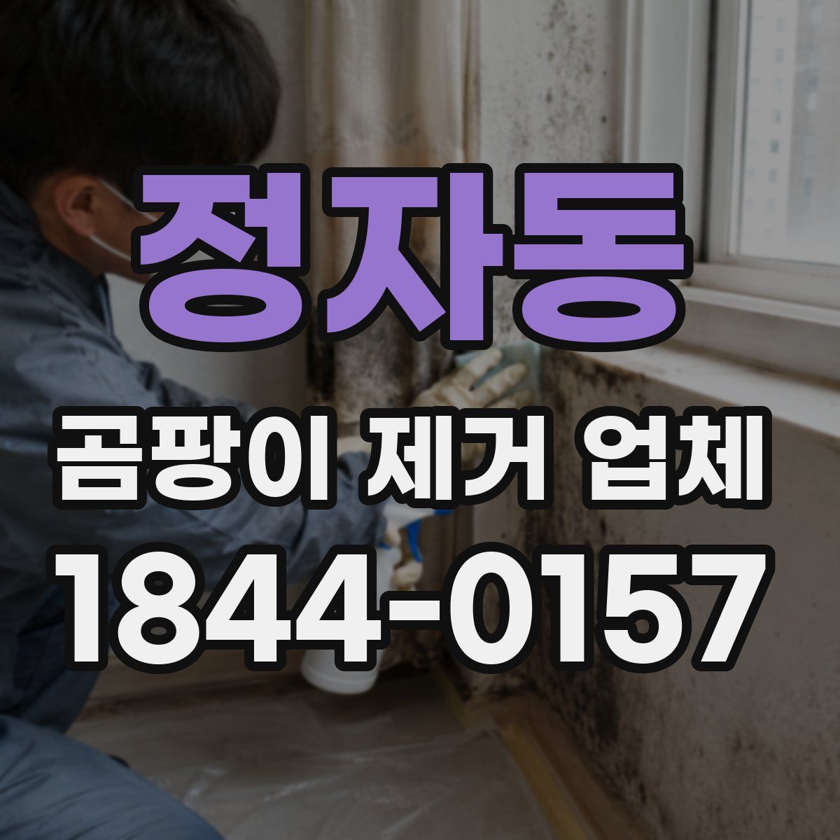 정자동 곰팡이 제거 업체