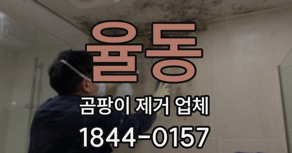 율동 곰팡이 제거 업체