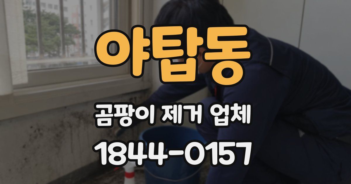야탑동 곰팡이 제거 업체