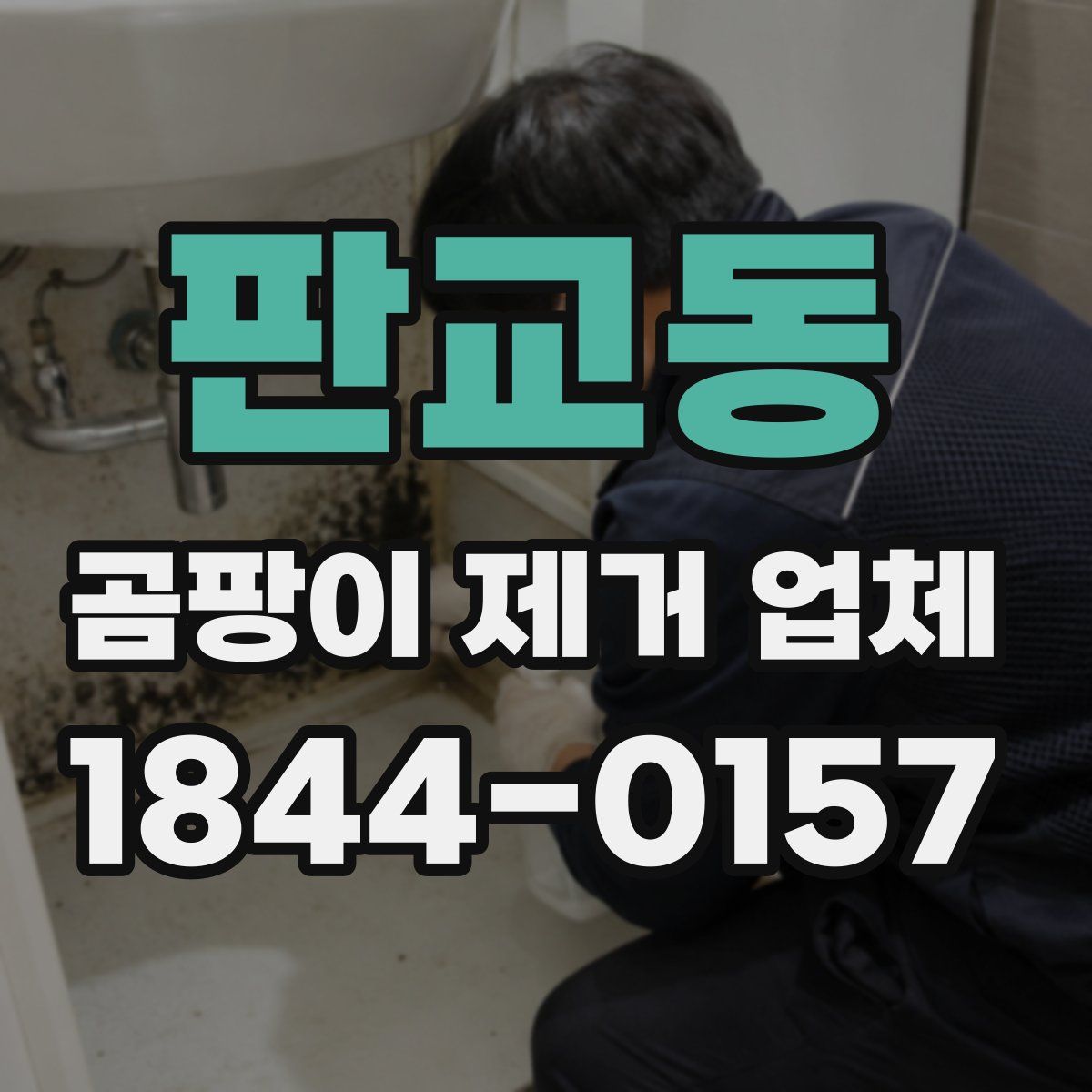 판교동 곰팡이 제거 업체
