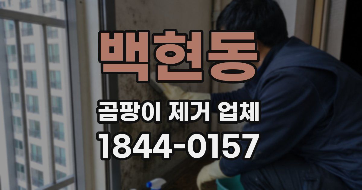 백현동 곰팡이 제거 업체