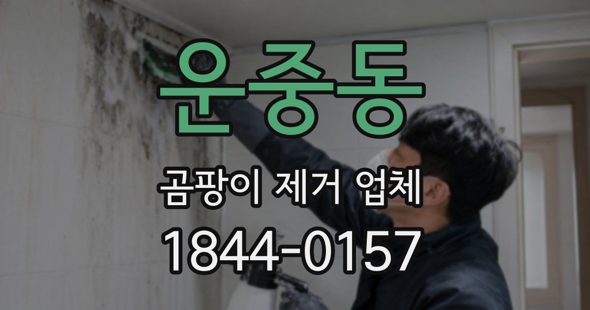 운중동 곰팡이 제거 업체