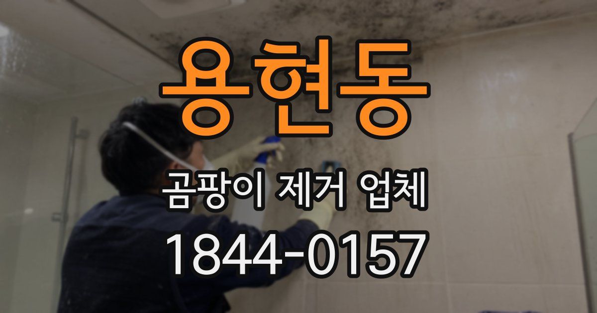용현동 곰팡이 제거 업체