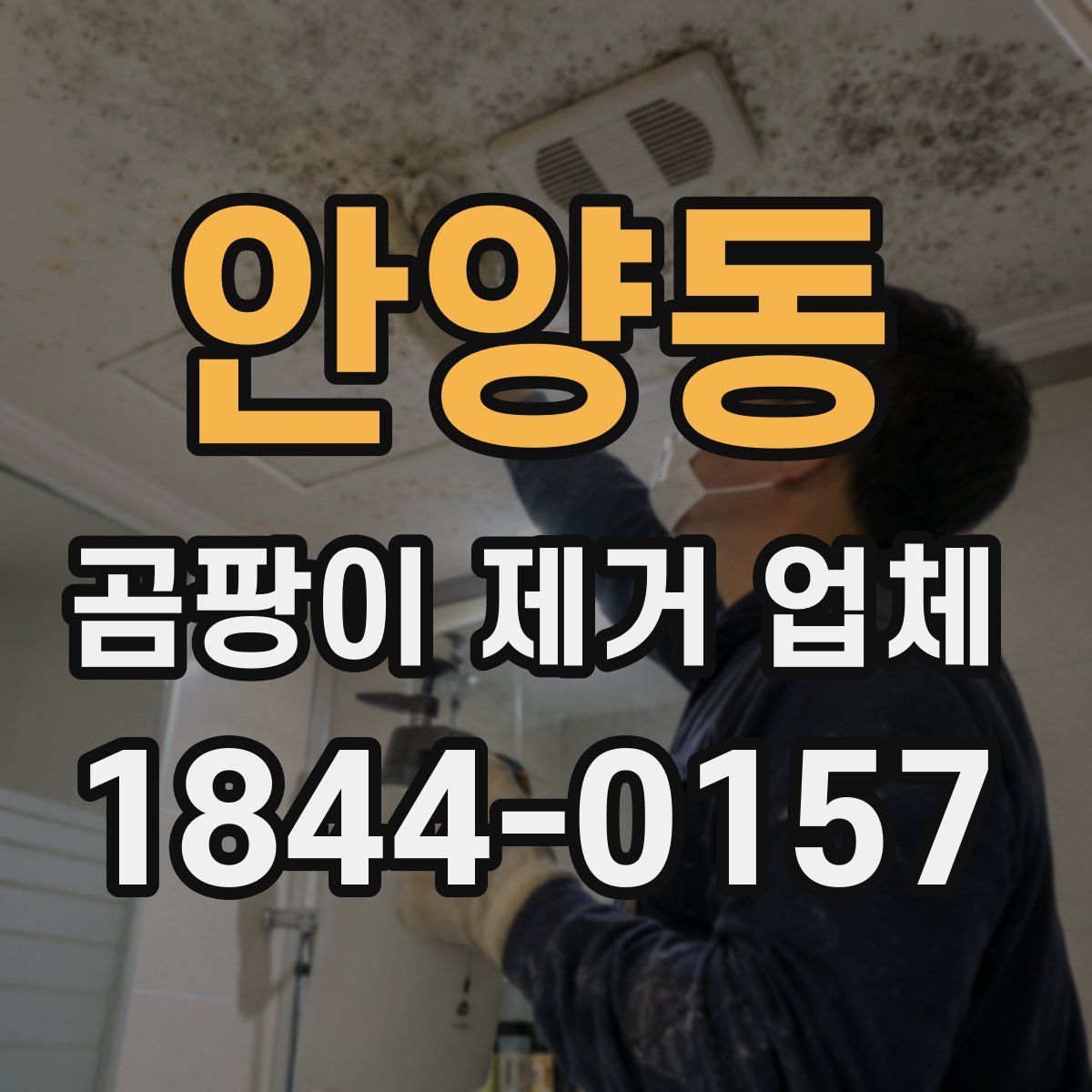안양동 곰팡이 제거 업체