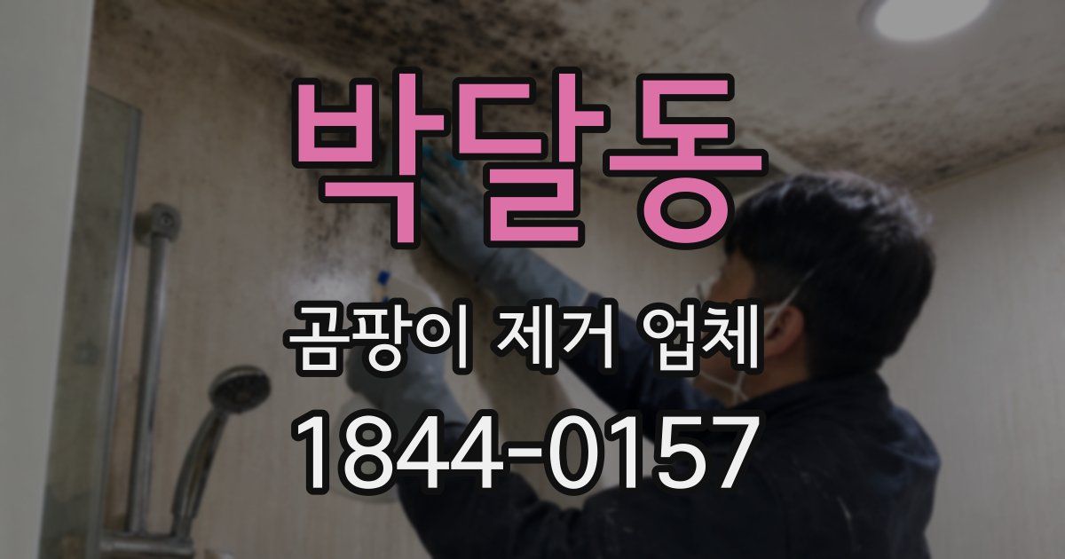 박달동 곰팡이 제거 업체