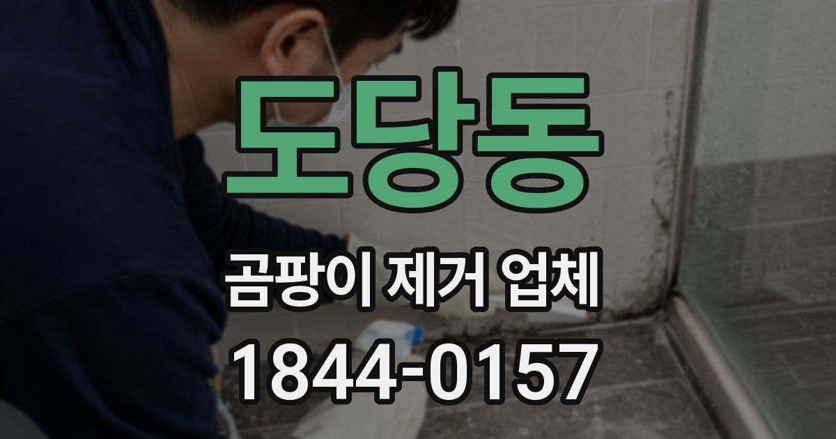도당동 곰팡이 제거 업체