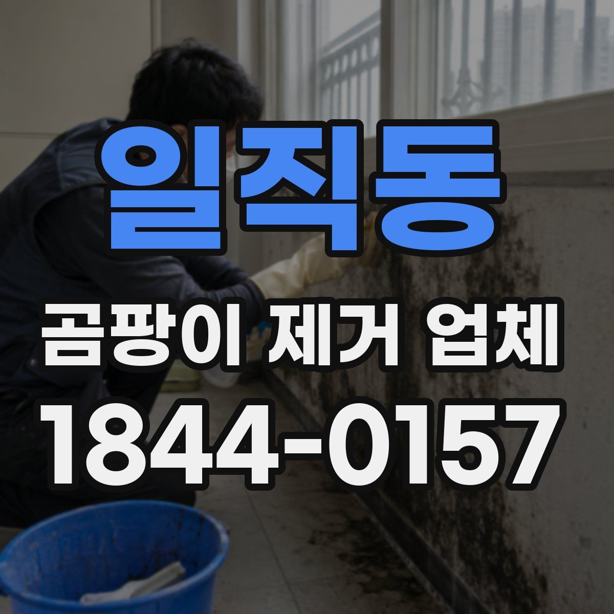 일직동 곰팡이 제거 업체