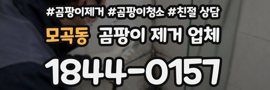모곡동 곰팡이 제거 업체
