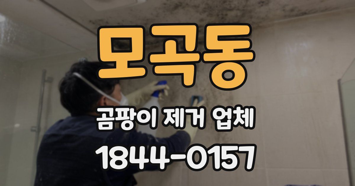 모곡동 곰팡이 제거 업체