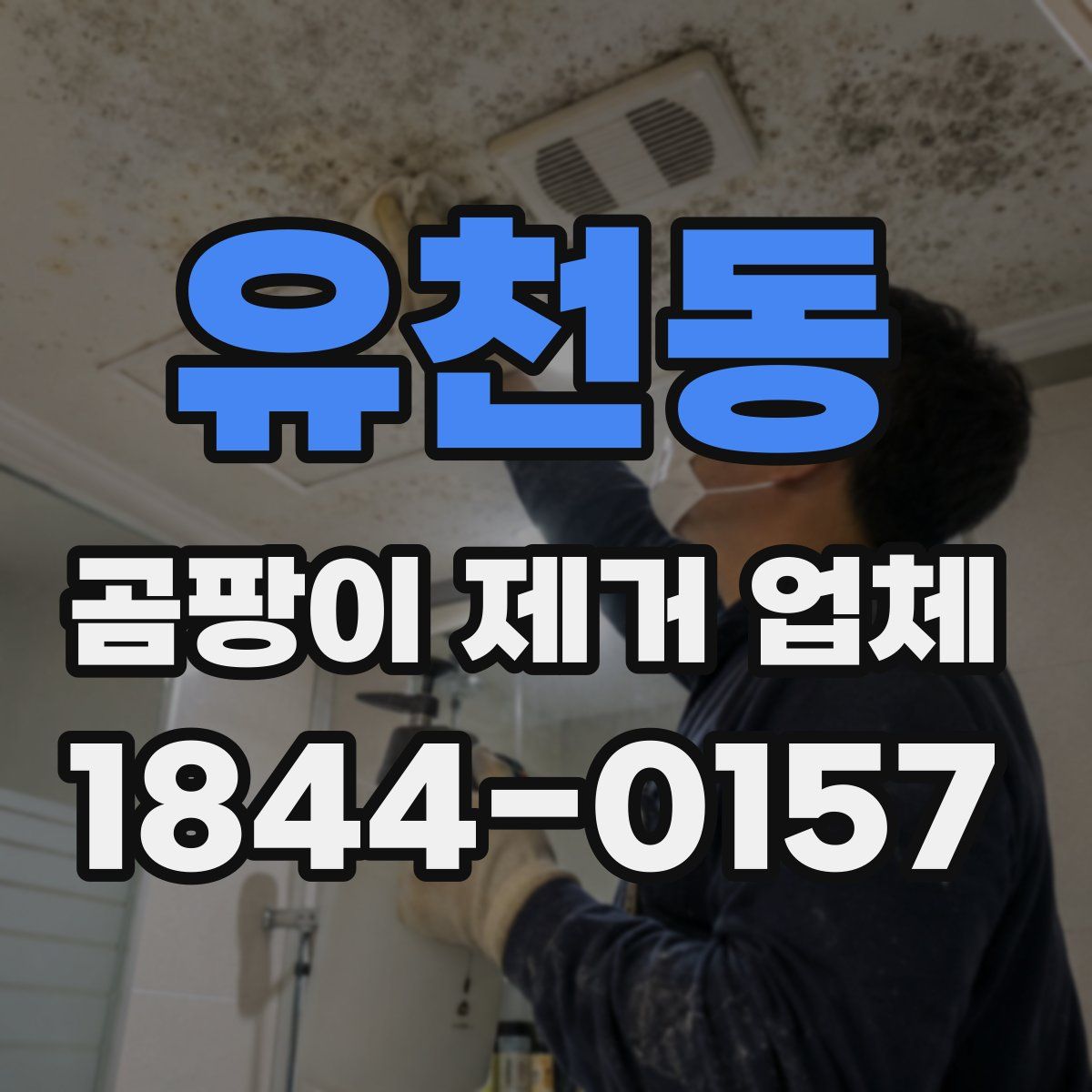 유천동 곰팡이 제거 업체