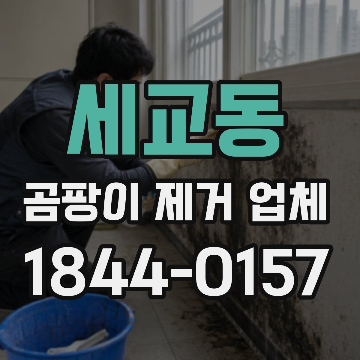 세교동 곰팡이 제거 업체