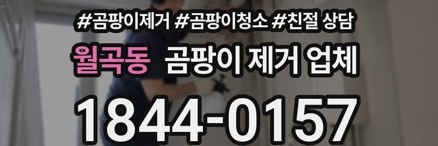 월곡동 곰팡이 제거 업체