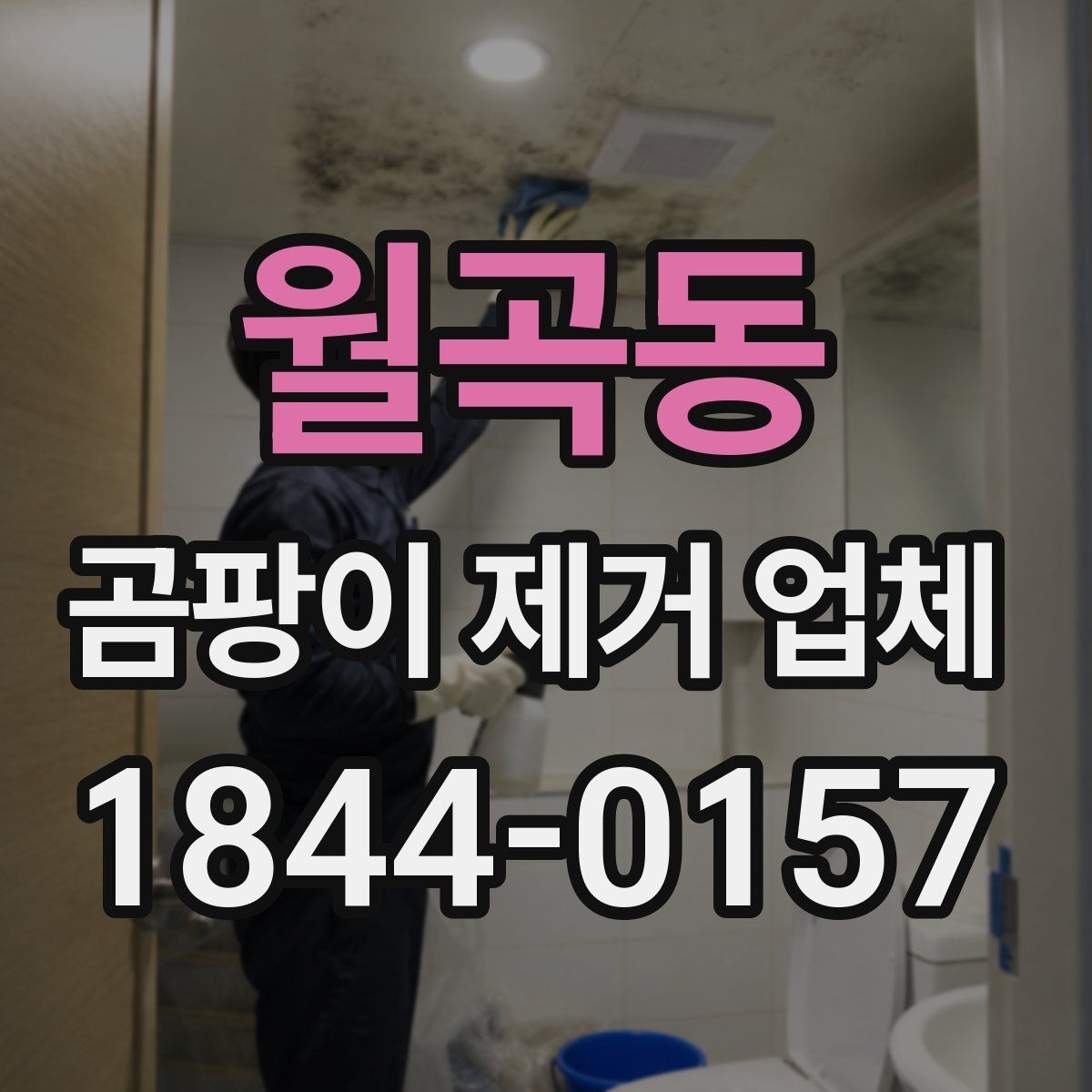 월곡동 곰팡이 제거 업체