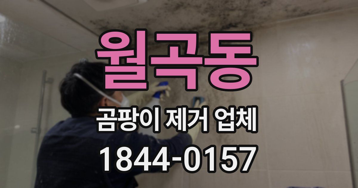 월곡동 곰팡이 제거 업체
