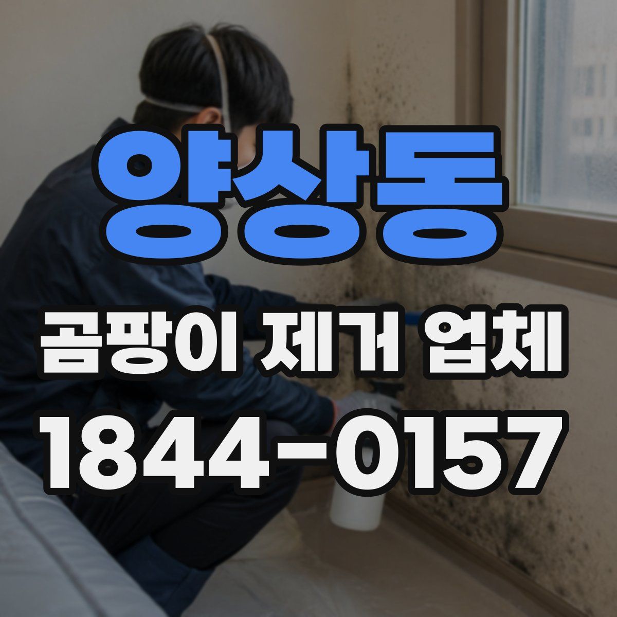 양상동 곰팡이 제거 업체