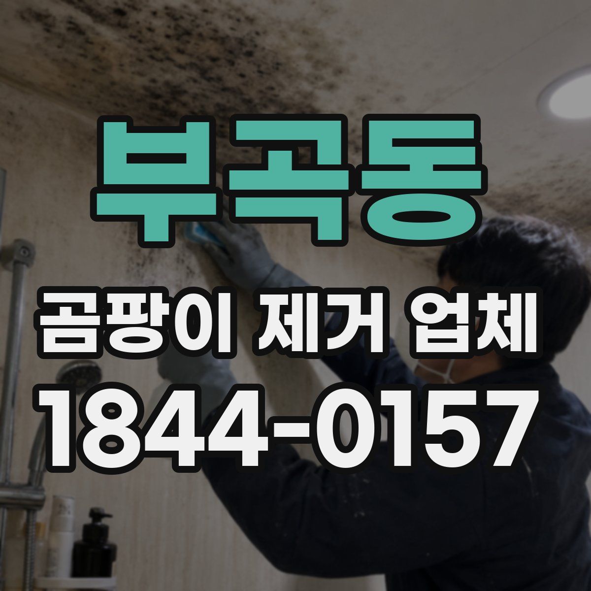 부곡동 곰팡이 제거 업체