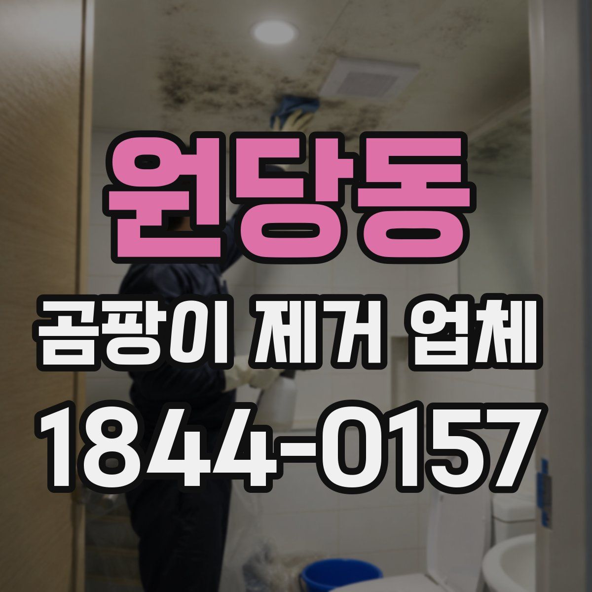 원당동 곰팡이 제거 업체