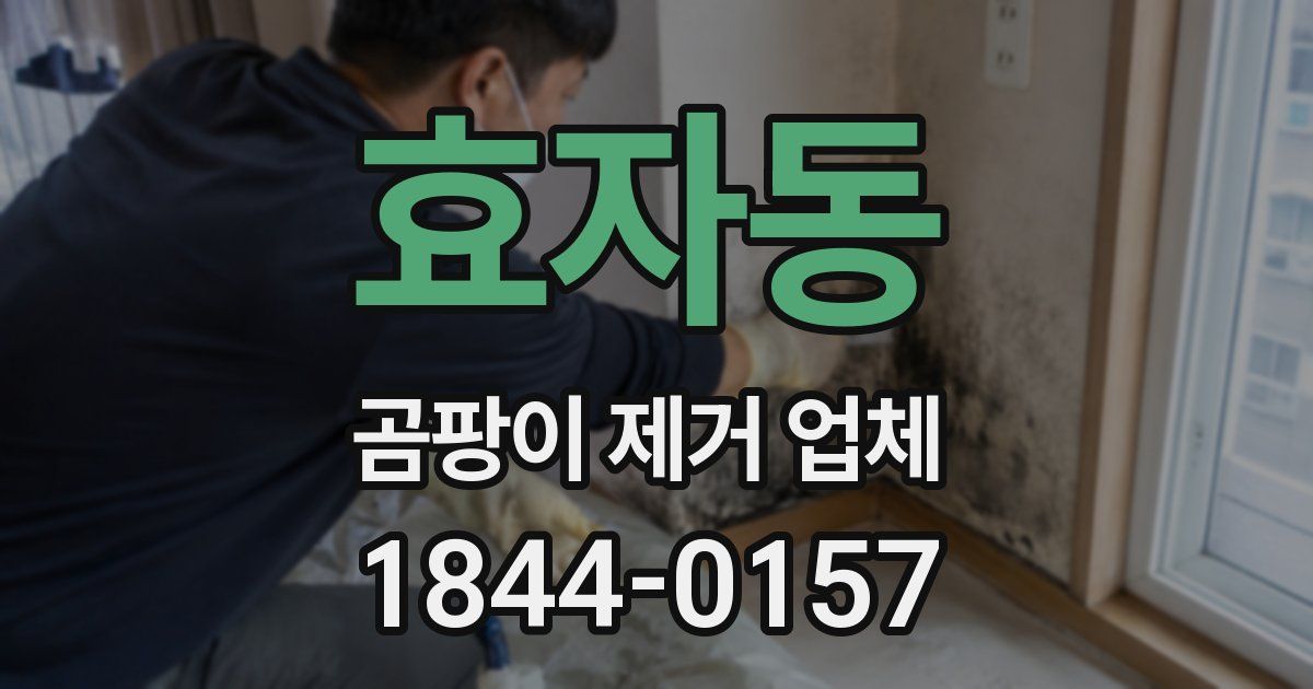 효자동 곰팡이 제거 업체