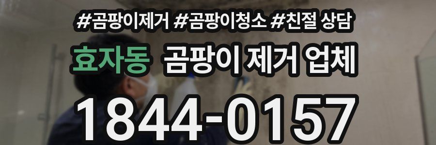 효자동 곰팡이 제거 업체