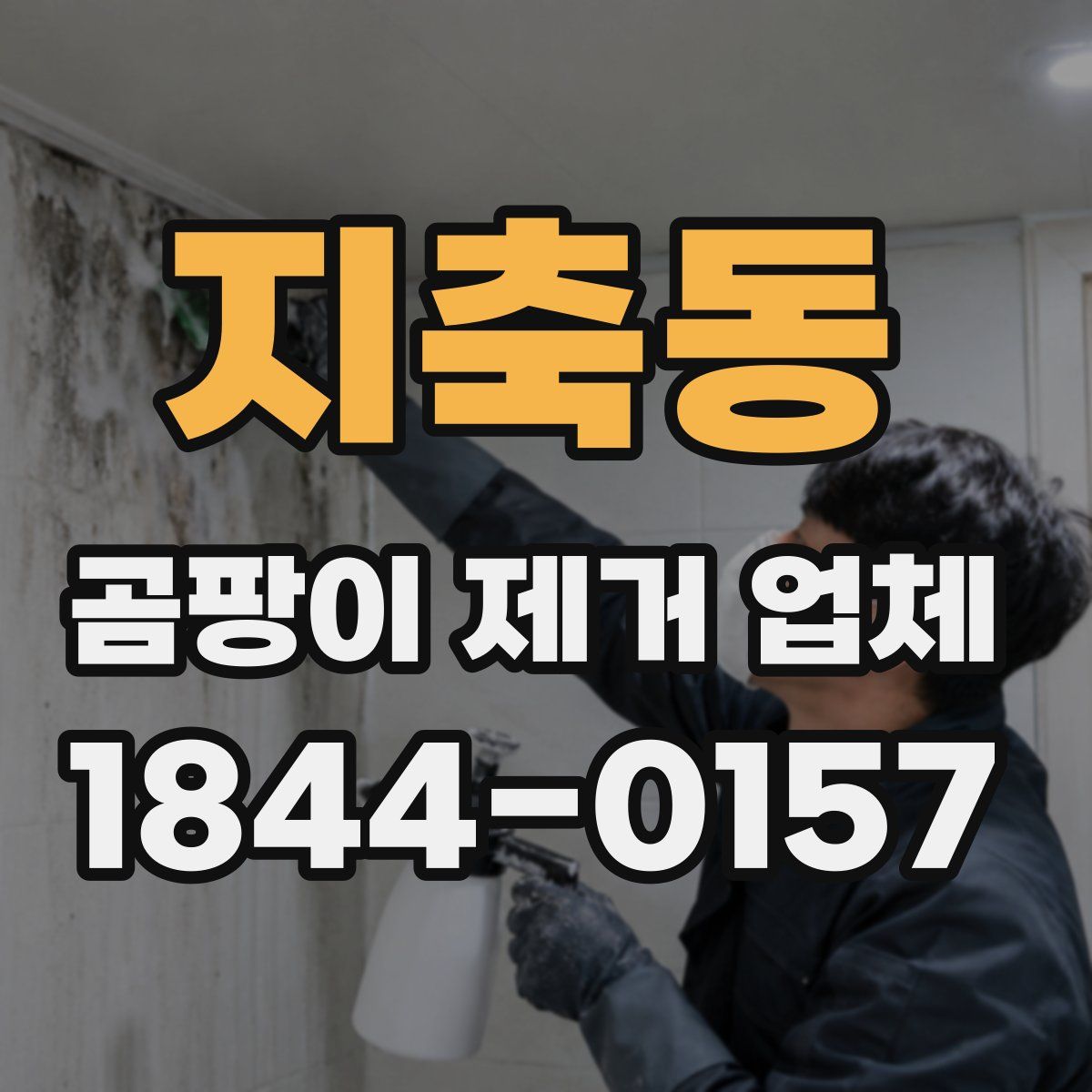 지축동 곰팡이 제거 업체