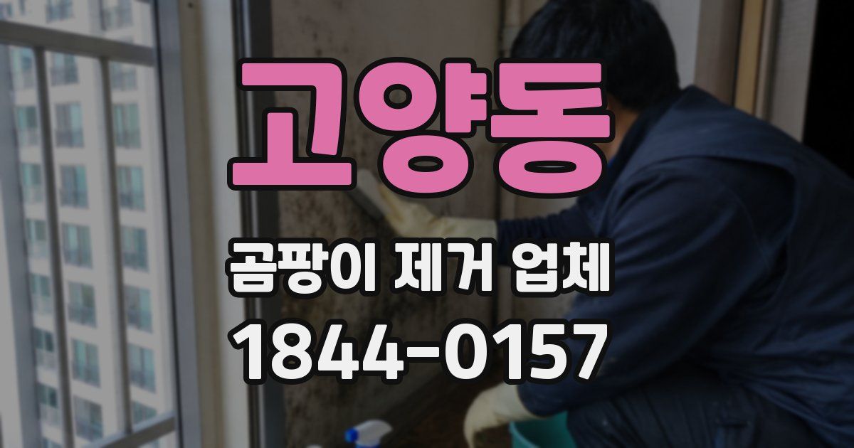 고양동 곰팡이 제거 업체