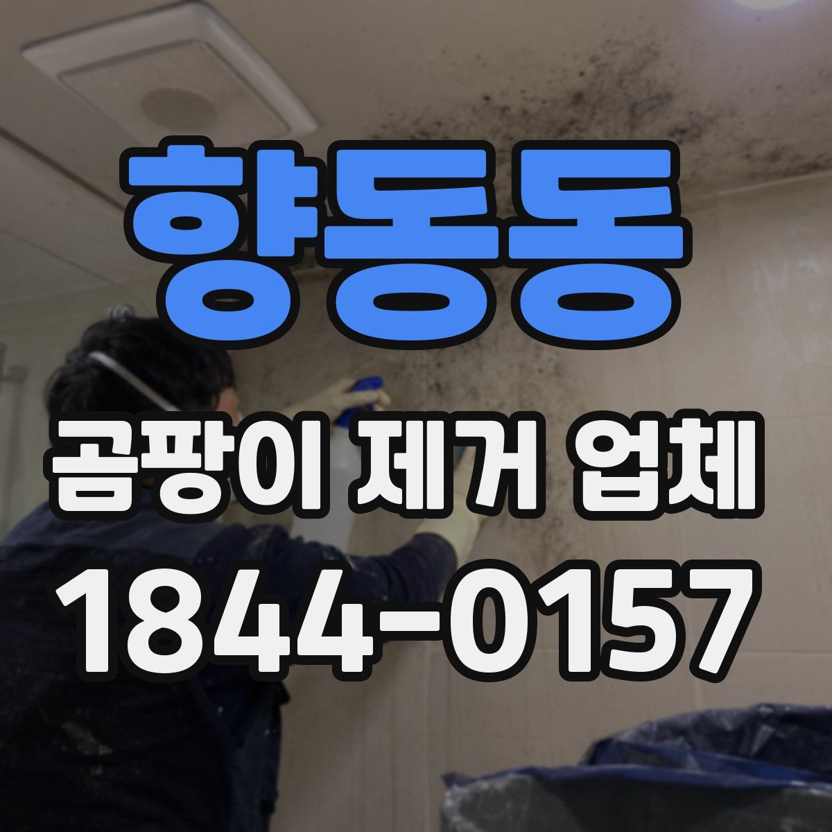 향동동 곰팡이 제거 업체