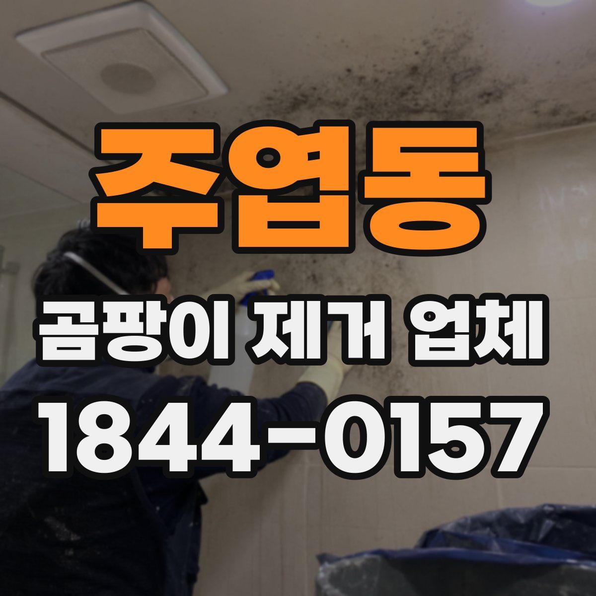 주엽동 곰팡이 제거 업체