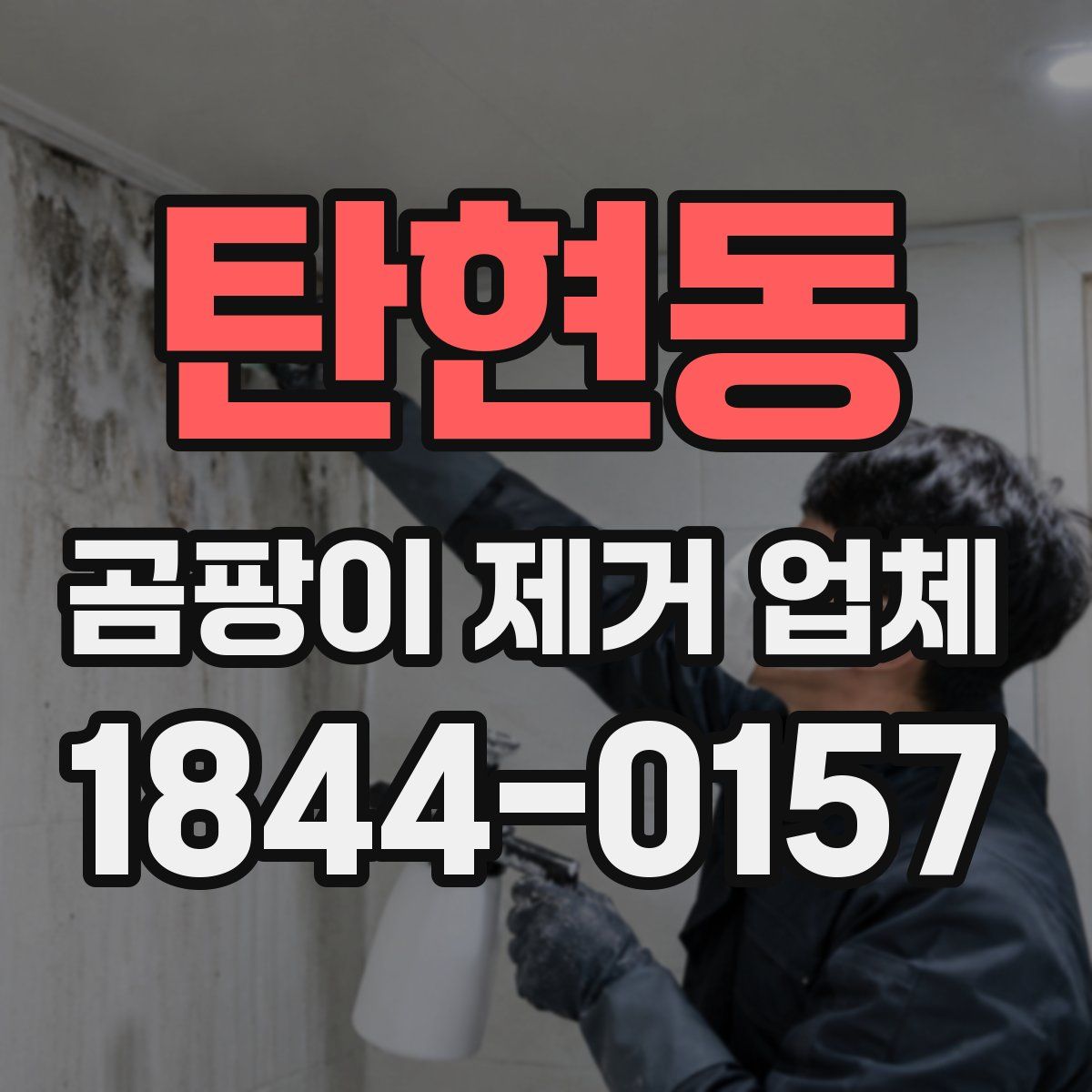 탄현동 곰팡이 제거 업체