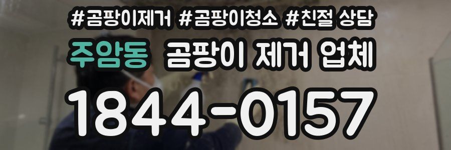 주암동 곰팡이 제거 업체