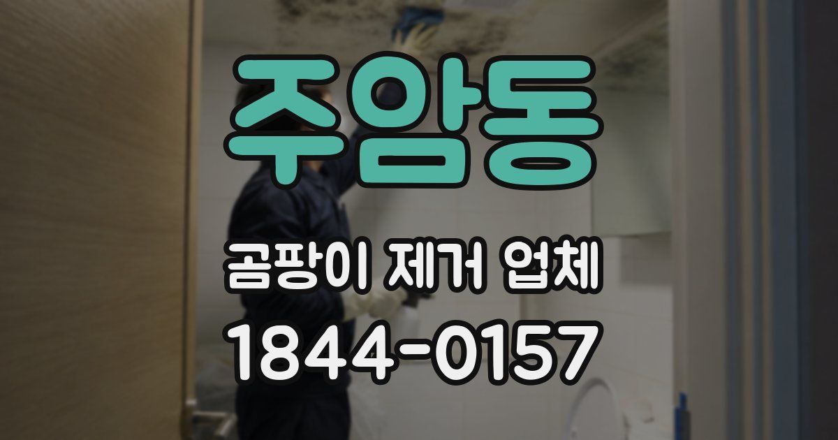 주암동 곰팡이 제거 업체