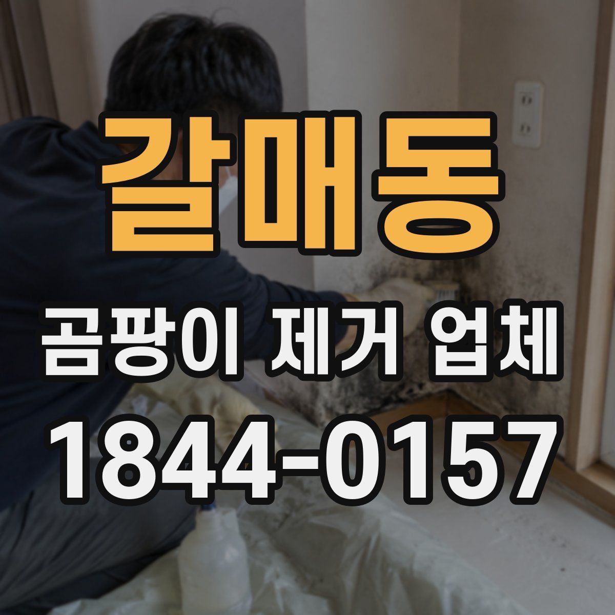 갈매동 곰팡이 제거 업체