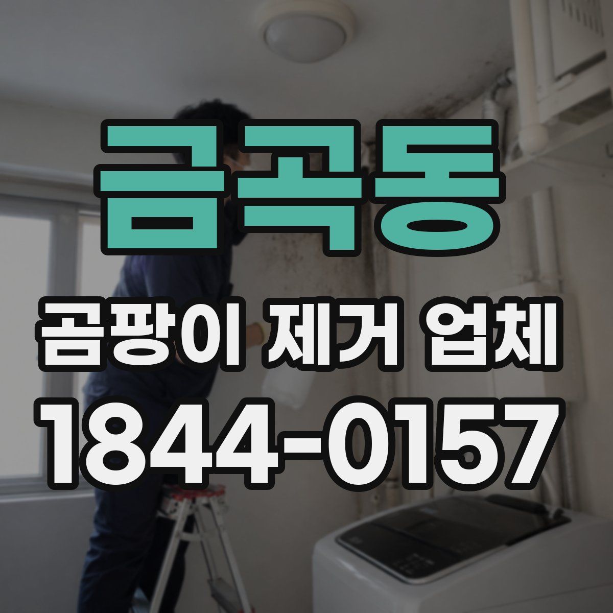 금곡동 곰팡이 제거 업체