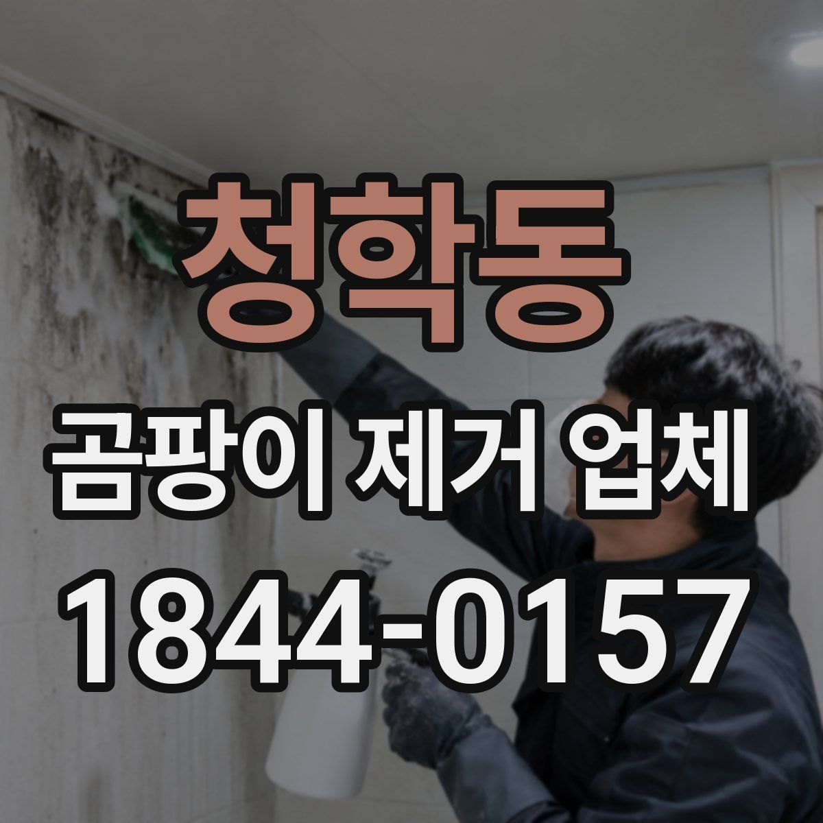 청학동 곰팡이 제거 업체