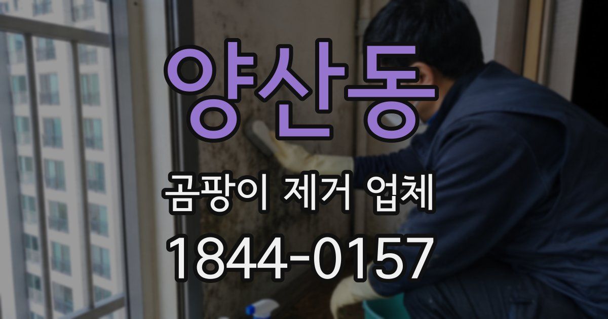 양산동 곰팡이 제거 업체