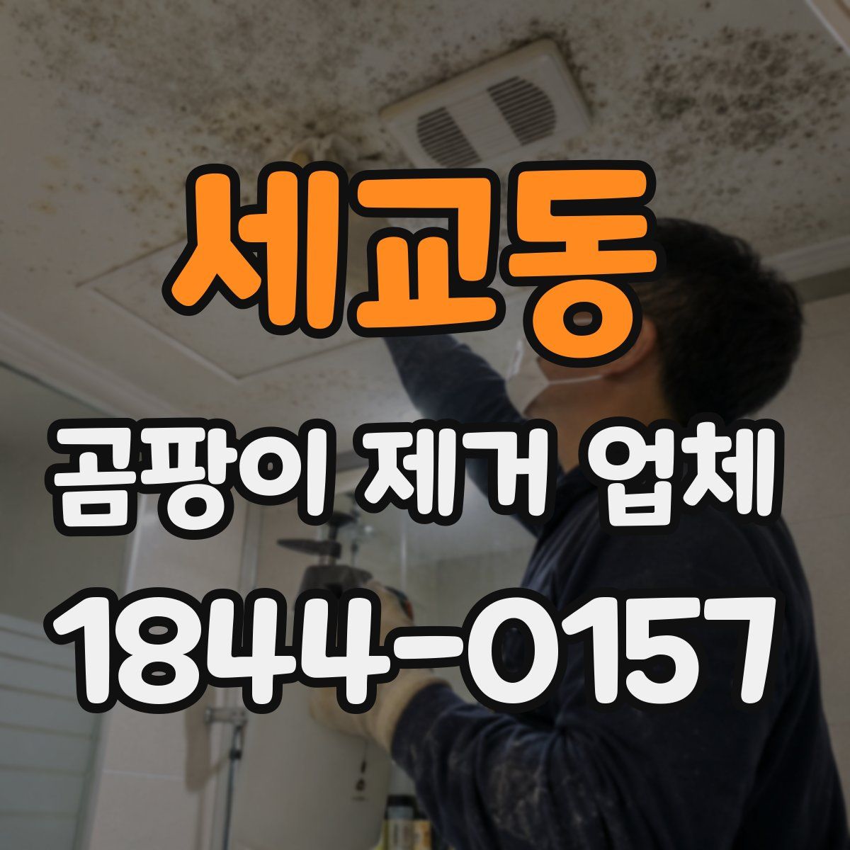 세교동 곰팡이 제거 업체