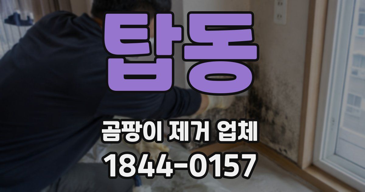 탑동 곰팡이 제거 업체