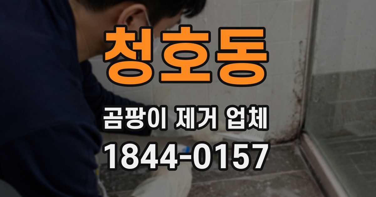 청호동 곰팡이 제거 업체