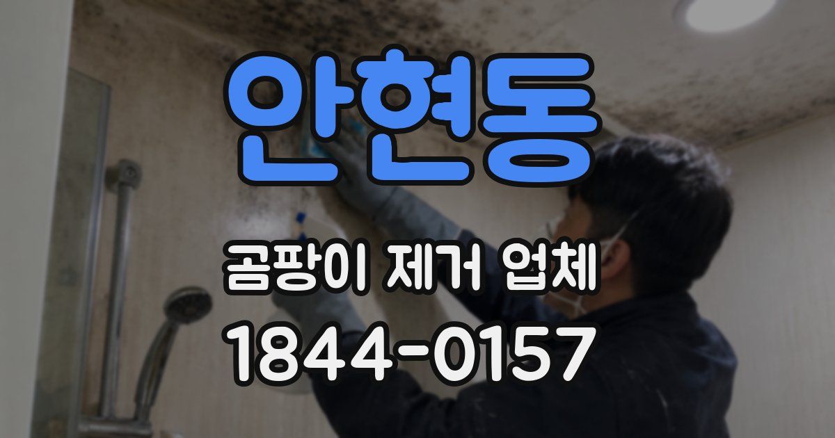 안현동 곰팡이 제거 업체