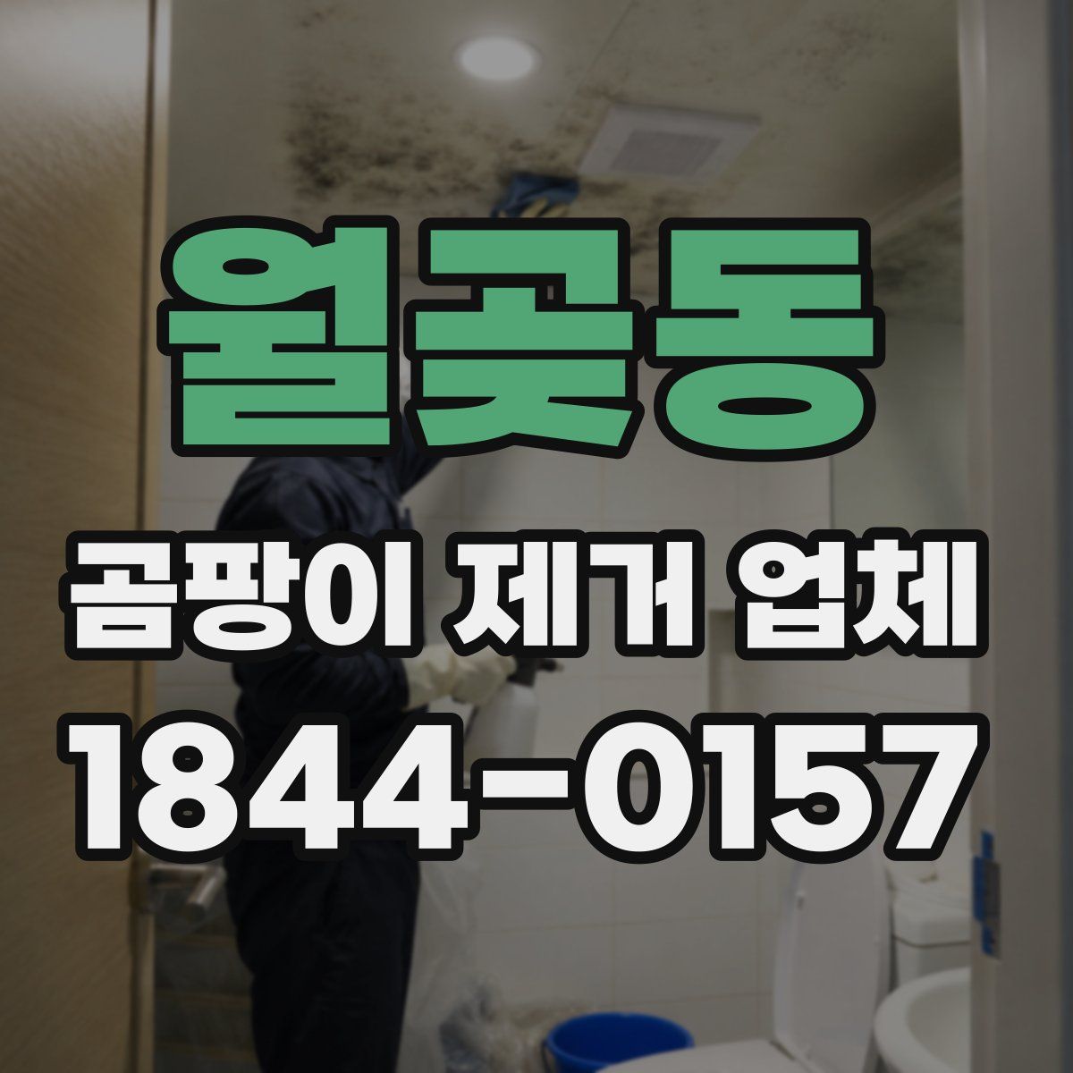 월곶동 곰팡이 제거 업체