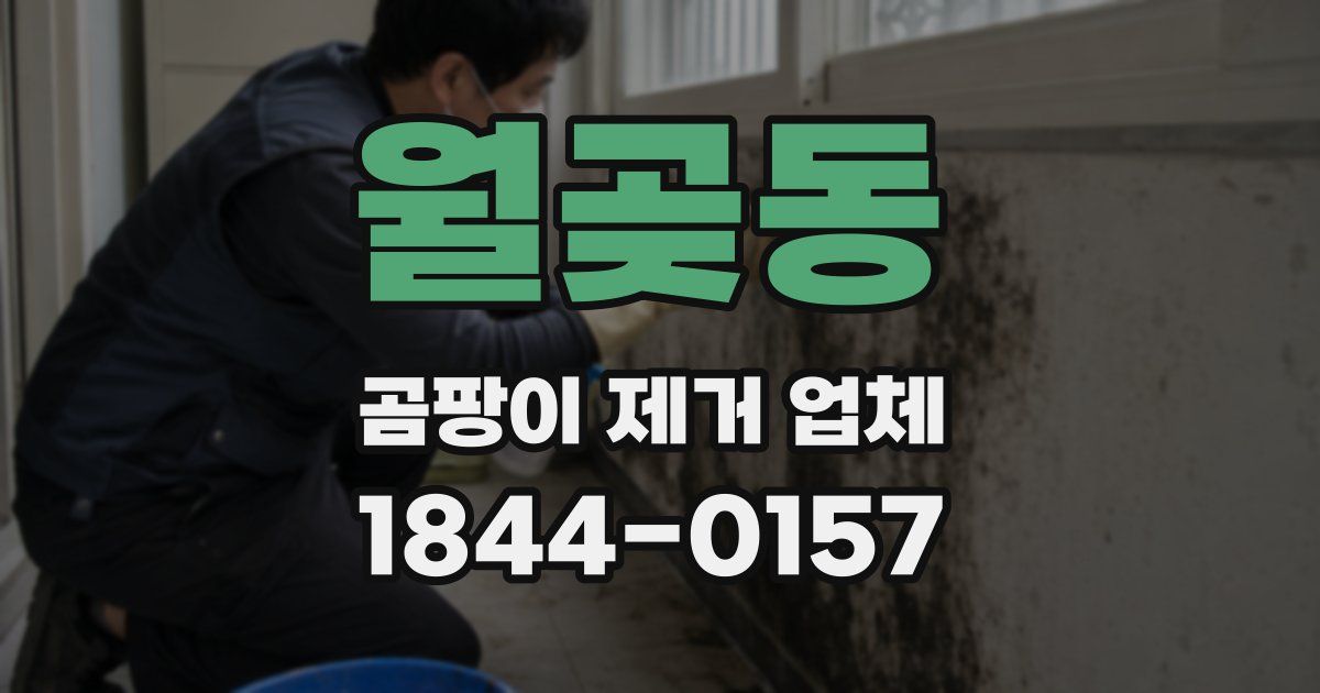 월곶동 곰팡이 제거 업체