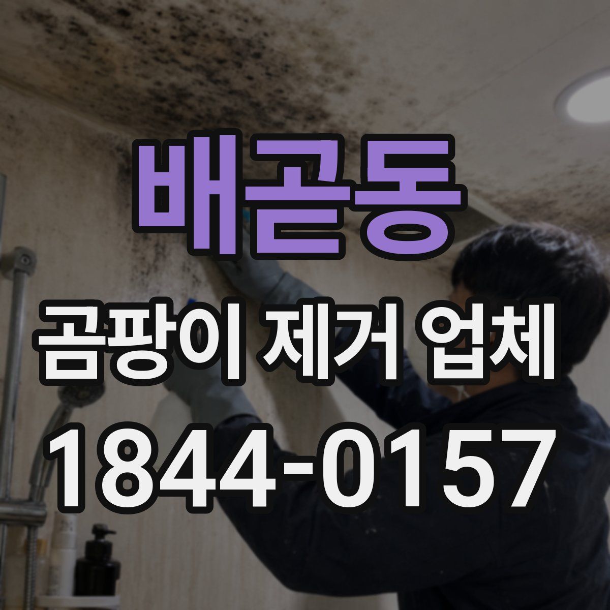 배곧동 곰팡이 제거 업체