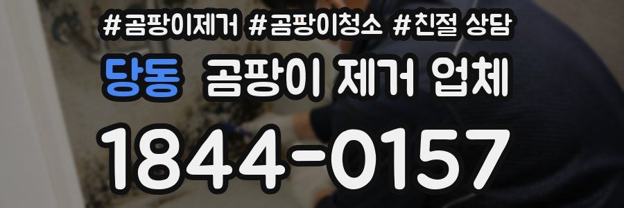 당동 곰팡이 제거 업체
