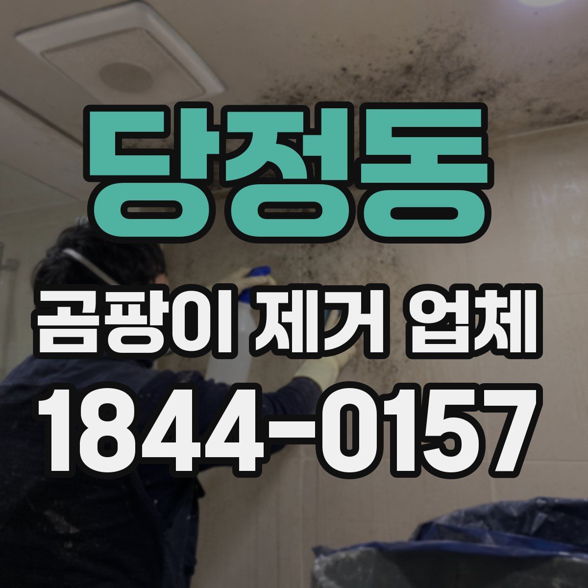 당정동 곰팡이 제거 업체