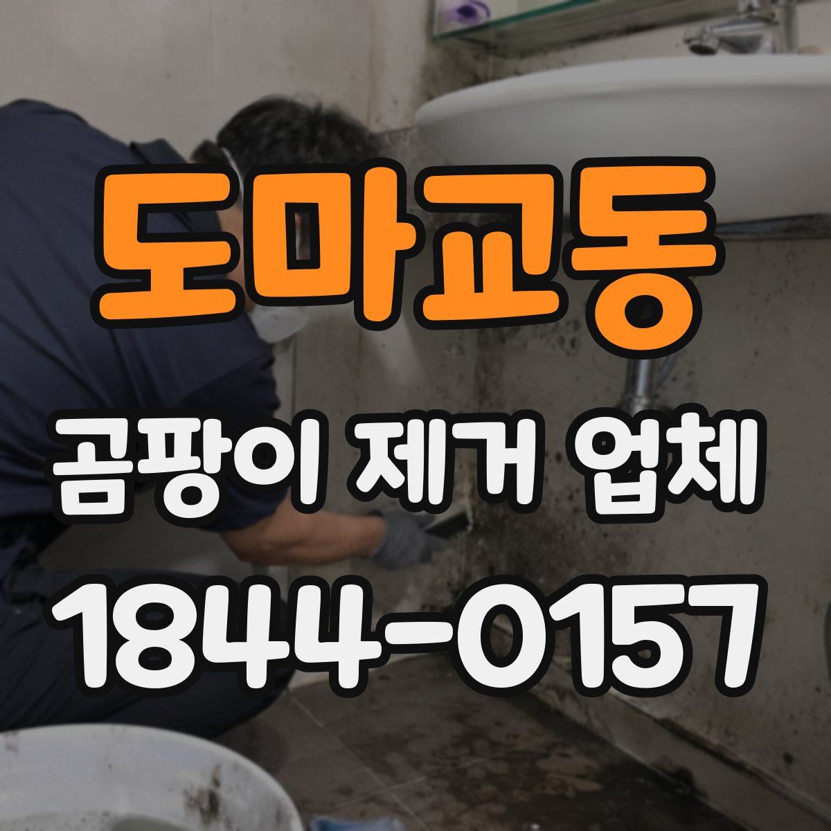 도마교동 곰팡이 제거 업체